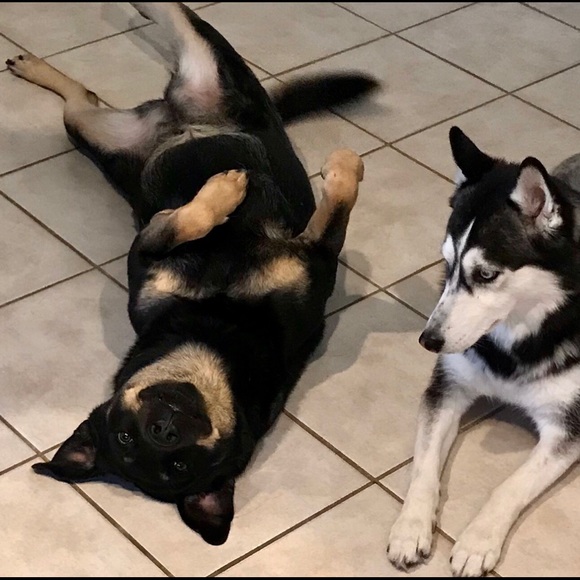 5 STAR POSH AMBASSADOR ⭐️⭐️⭐️⭐️⭐️ - Picture 8 of 9